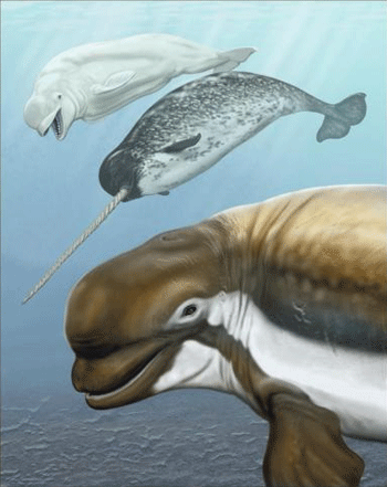 pliocene_whale