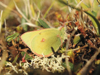Greenland’s butterflies are shrinking in the heat
