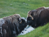 Musk-oxen – living on the edge